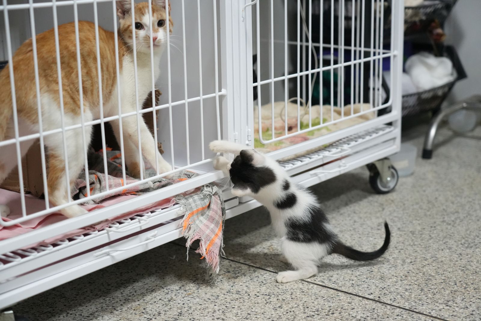 17 de fevereiro é celebrado o Dia do Gato em diversos países do mundo, incluindo o Brasil